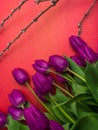 Bouquet of purpleviolet tulips background. Spring flowers. Greeting card for Valentine`s Day, Woman`s Day and Mother`s Day.