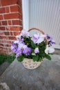 Bouquet of purple wild pansy flowers in a garden. Beautiful basket of ornament pot plant on a patio backyard outdoor Royalty Free Stock Photo