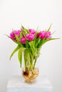 Bouquet of purpur tulips with bulbs on a white background