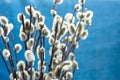 Bouquet of willow twigs branches on light blue background, sunlight, spring, easter concept, copyspace