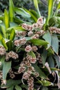 Bouquet of Queen of Dracaenas flower Dracaena goldieana with blurred green leaves background.