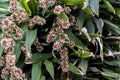 Bouquet of Queen of Dracaenas flower Dracaena goldieana with blurred green leaves background.