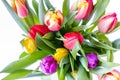 Bouquet of Rainbow Tulips on White Background Royalty Free Stock Photo