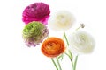 Bouquet of Ranunculus asiaticus flowers Royalty Free Stock Photo