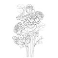 Bouquet of ranunculus, Buttercup flower hand drawn pencil sketch, coloring page, and book for adults isolated on white background Royalty Free Stock Photo