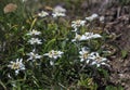 Bouquet of rare Edelweiss flowers during summer in Bucegi mountains