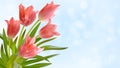 Bouquet of realistic tulips on a light blue background. Composition of pink tulips buds