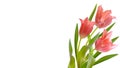 Bouquet of realistic tulips on a white background. Composition of pink tulips buds