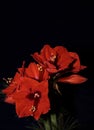Bouquet of red Amaryllis Amaryllidaceae