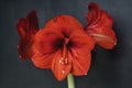 Bouquet of red Amaryllis (Amaryllidaceae)