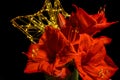 Bouquet of red Amaryllis Amaryllidaceae in front of a unfocussed star with many