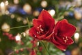 Bouquet of red Amaryllis Amaryllidaceae, plant genus St. Joseph`s lilies , in front of unfocussed lamps