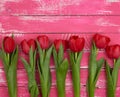 Bouquet of red blooming tulips with green stems and leaves Royalty Free Stock Photo