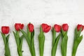 Bouquet of red blooming tulips with green stems and leaves Royalty Free Stock Photo
