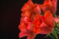 bouquet of red carmine, coral roses on a dark background