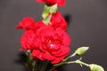 A bouquet of red carnations close-up on a black background. Author`s bouquet of carnations on a black background Royalty Free Stock Photo