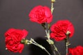 A bouquet of red carnations close-up on a black background. Author`s bouquet of carnations on a black background Royalty Free Stock Photo