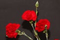 A bouquet of red carnations close-up on a black background. Author`s bouquet of carnations on a black background Royalty Free Stock Photo