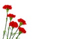 Bouquet of red carnations Dianthus caryophyllus on white background with space for text. Top view, flat lay Royalty Free Stock Photo