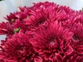 a bouquet of red chrysanthemums that are blooming for birthday celebrations or birthday wishes for loved ones