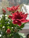 Bouquet of the red chrysanthemums