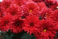 Bouquet of red chrysanthemums with thin bright petals and a yellow center