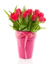 A bouquet of red colorful tulips Royalty Free Stock Photo