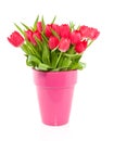 A bouquet of red colorful tulips in a vase Royalty Free Stock Photo