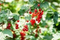 Bouquet of red currant berries Ribes rubrum on a branch with leaves close-up Royalty Free Stock Photo