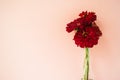 Bouquet of red cynicism in front of pale pink pastel background. Floral lifestyle composition with copy space.