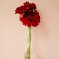 Bouquet of red cynicism in front of pale pink pastel background. Floral lifestyle composition with copy space.