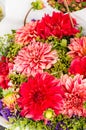 Bouquet of red dahlia flowers in bloom Royalty Free Stock Photo