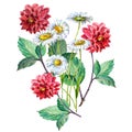 Bouquet Red Dahlia and White Chamomiles of Watercolor. Floral Illustration.