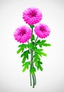 Bouquet of red flower chrysanthemum Royalty Free Stock Photo