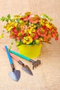 Bouquet of red flowers (Helenium) and garden tools on an canvas