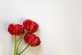 A bouquet of red flowers isolated on white background. Three red peony tulips. Flower gift concept. Concept of St. Valentine`s Da Royalty Free Stock Photo