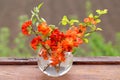 Bouquet of red flowers of a quince in a glass vase at a window Royalty Free Stock Photo