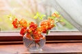 Bouquet of red flowers of a quince in a glass vase at a window