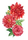 Bouquet of red flowers, rose, dahlias on an isolated white background, watercolor botanical painting, flora design