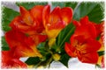 Bouquet of red freesias