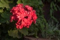 Bouquet of red geranium, also known as malvon.