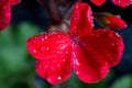 bouquet of red geranium flowers on black background, macro Royalty Free Stock Photo