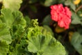 Red Geranium Bud.