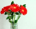 A bouquet of red gerberas stands in a glass vase Royalty Free Stock Photo