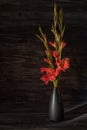 Bouquet of red gladiolus flowers on a black background. Bright flowers. Low key Royalty Free Stock Photo