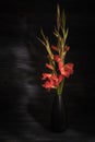 Bouquet of red gladiolus flowers on a black background. Bright flowers. Low key Royalty Free Stock Photo