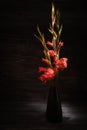Bouquet of red gladiolus flowers on a black background. Bright flowers. Low key Royalty Free Stock Photo