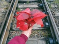 a bouquet of red leaves in hand, autumn 2016
