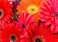 Bouquet of Red and Orange Gerbera Daisies Royalty Free Stock Photo