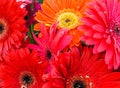 Bouquet of Red and Orange Gerbera Daisies Royalty Free Stock Photo